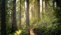 sunrise in a redwood forest